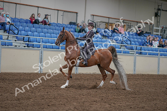 2020 - AB Morgan Horse - Fri, Sept 04 - 11176