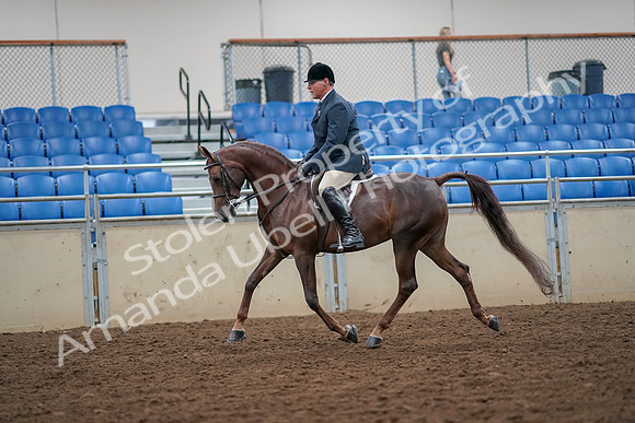 2019 Morgan Horse Show - Aug 30, 2019 - 17337