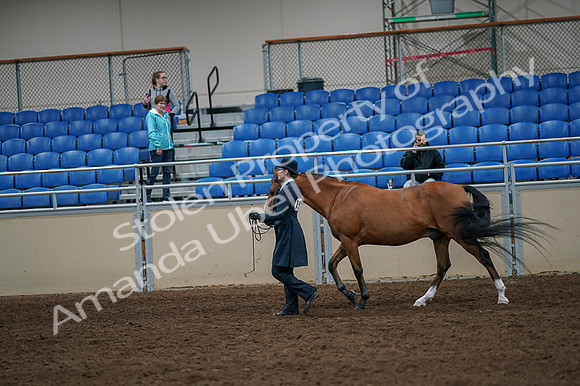 2020 - AB Morgan Horse - Fri, Sept 04 - 00946