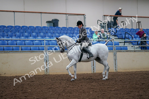 2019 Morgan Horse Show - Aug 30, 2019 - 17351