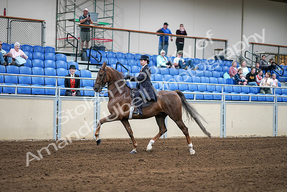 2020 - AB Morgan Horse - Sat, Sept 05 - 06204