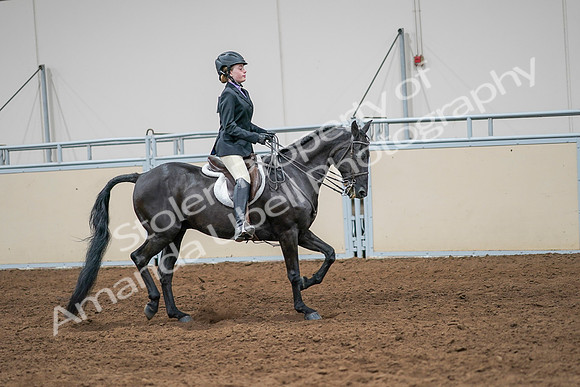 2020 - AB Morgan Horse - Sun, Sept 06 - 08048