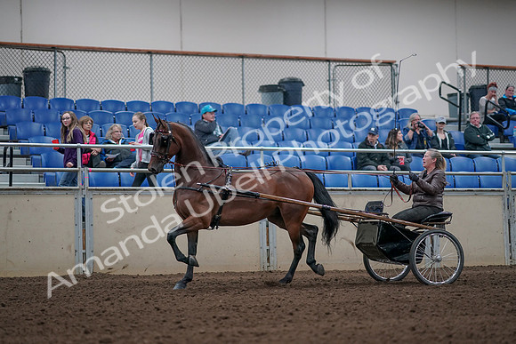 2019 Morgan Horse Show - Aug 31, 2019 - 10272