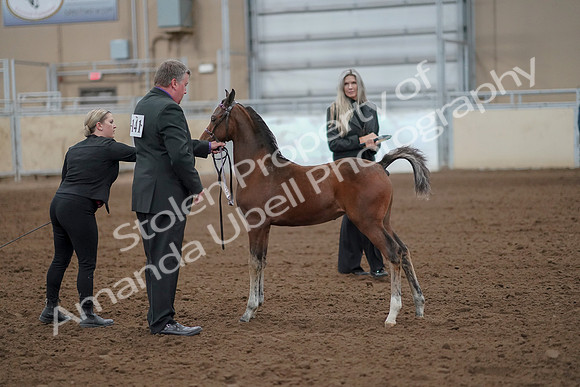 2019 Morgan Horse Show - Aug 30, 2019 - 24754