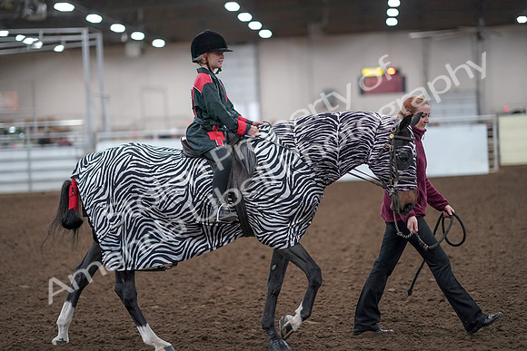 2019 Morgan Horse Show - Aug 31, 2019 - 10020