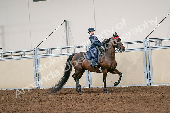 2020 - AB Morgan Horse - Sat, Sept 05 - 04833