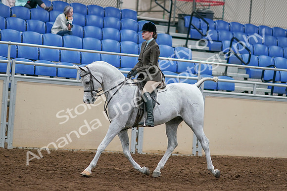 2020 - AB Morgan Horse - Sat, Sept 05 - 14438