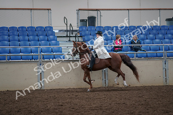 2019 Morgan Horse Show - Aug 31, 2019 - 17899