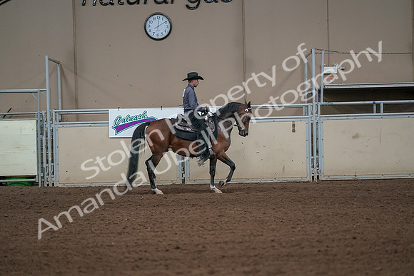 2019 Morgan Horse Show - Aug 31, 2019 - 06186