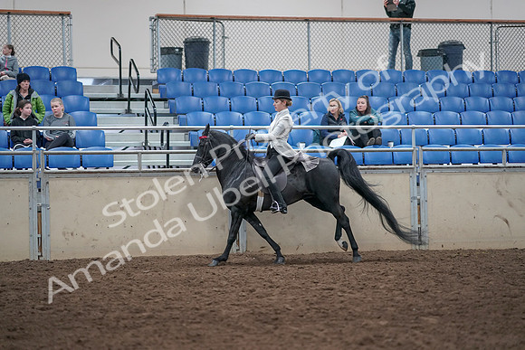2019 Morgan Horse Show - Aug 31, 2019 - 09498