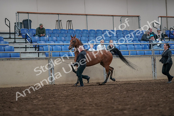 2019 Morgan Horse Show - Aug 31, 2019 - 03577