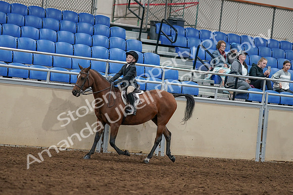 2020 - AB Morgan Horse - Sun, Sept 06 - 07937