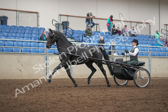 2019 Morgan Horse Show - Aug 31, 2019 - 04664
