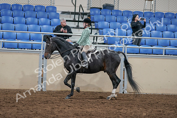 2020 - AB Morgan Horse - Sun, Sept 06 - 07812