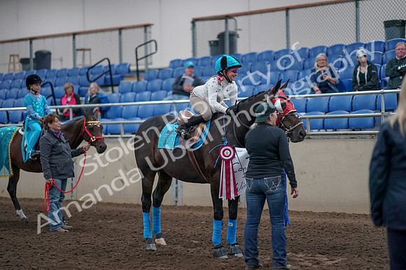 2019 Morgan Horse Show - Aug 31, 2019 - 10146