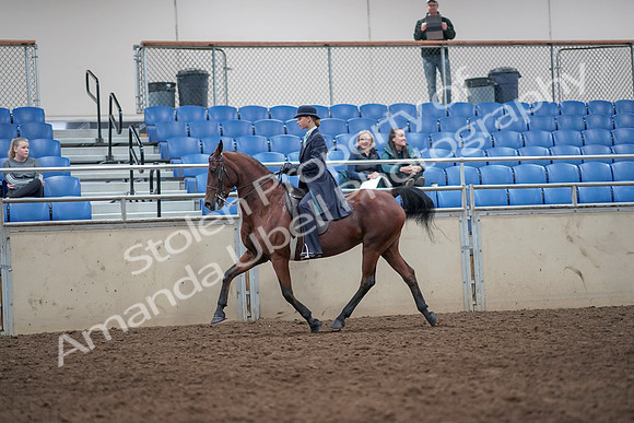 2019 Morgan Horse Show - Aug 31, 2019 - 09254