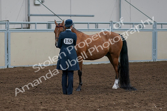 2020 - AB Morgan Horse - Fri, Sept 04 - 00960