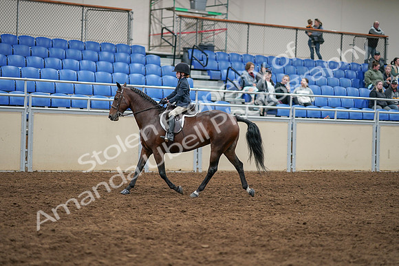 2020 - AB Morgan Horse - Sun, Sept 06 - 07847