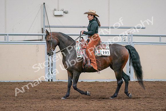 2020 - AB Morgan Horse - Sun, Sept 06 - 01569