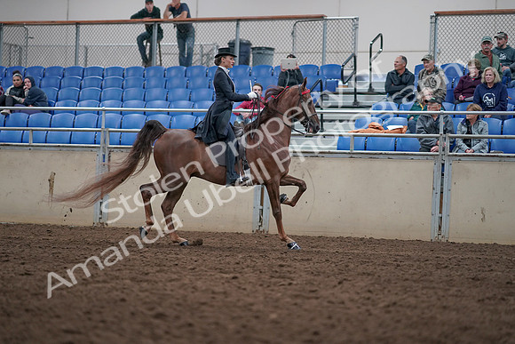 2019 Morgan Horse Show - Aug 31, 2019 - 20689