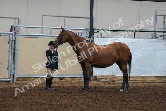 2020 - AB Morgan Horse - Fri, Sept 04 - 00889