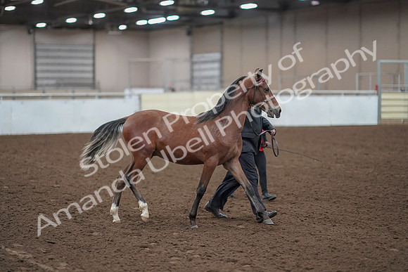 2019 Morgan Horse Show - Aug 31, 2019 - 00222