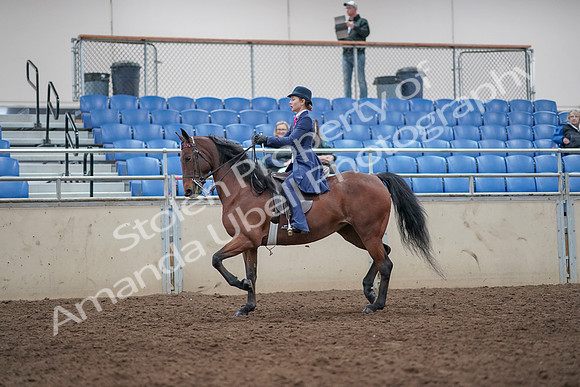 2019 Morgan Horse Show - Aug 31, 2019 - 09292