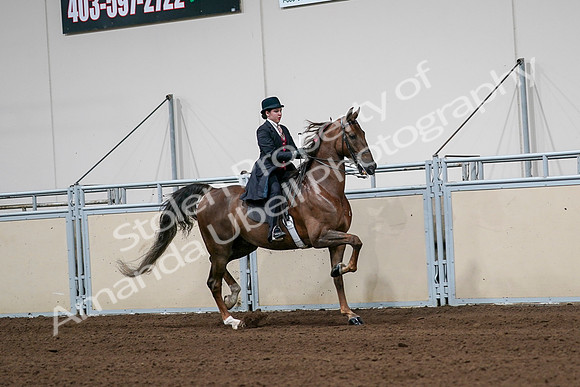 2020 - AB Morgan Horse - Sat, Sept 05 - 06368