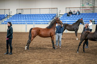 2020 - AB Morgan Horse - Sat, Sept 05 - 00669