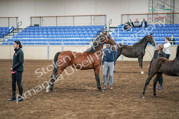2020 - AB Morgan Horse - Sat, Sept 05 - 00669