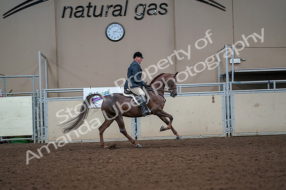 2019 Morgan Horse Show - Aug 30, 2019 - 17537