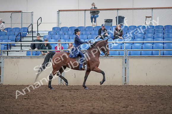 2019 Morgan Horse Show - Aug 31, 2019 - 09581