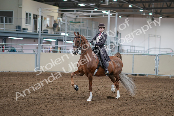2020 - AB Morgan Horse - Sat, Sept 05 - 06149