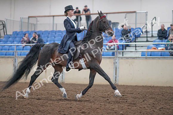 2019 Morgan Horse Show - Aug 31, 2019 - 20704