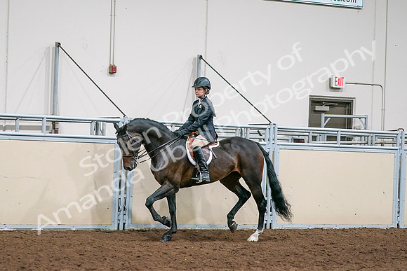 2020 - AB Morgan Horse - Sun, Sept 06 - 08186