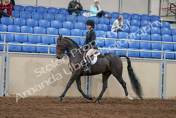2020 - AB Morgan Horse - Sat, Sept 05 - 14419