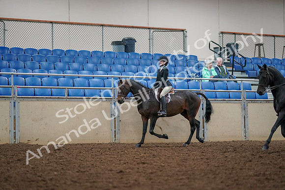 2019 Morgan Horse Show - Aug 30, 2019 - 23324