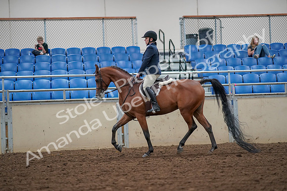 2019 Morgan Horse Show - Aug 30, 2019 - 16106