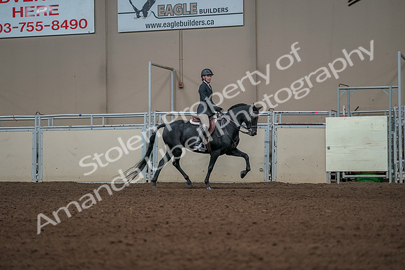2019 Morgan Horse Show - Aug 31, 2019 - 05170