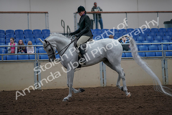 2019 Morgan Horse Show - Aug 31, 2019 - 16023