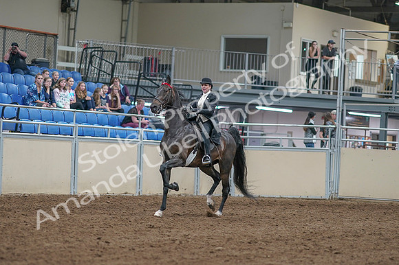 2020 - AB Morgan Horse - Fri, Sept 04 - 11321
