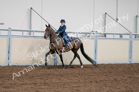 2020 - AB Morgan Horse - Sat, Sept 05 - 04912