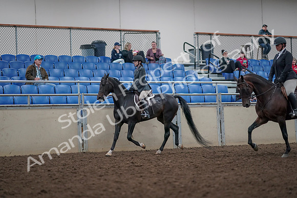 2019 Morgan Horse Show - Aug 31, 2019 - 14860