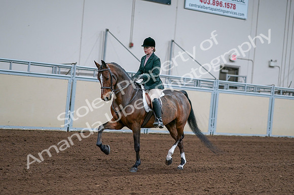 2020 - AB Morgan Horse - Fri, Sept 04 - 01692