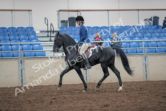 2019 Morgan Horse Show - Aug 31, 2019 - 16571