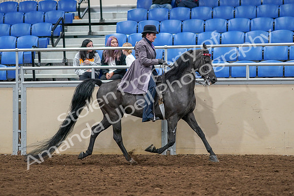 2020 - AB Morgan Horse - Sat, Sept 05 - 13995