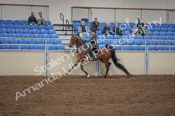 2020 - AB Morgan Horse - Fri, Sept 04 - 09638
