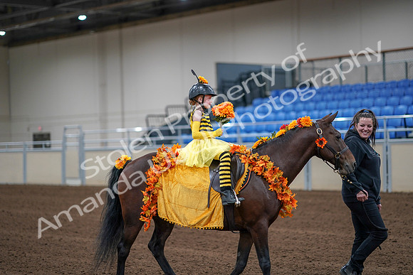 2020 - AB Morgan Horse - Sat, Sept 05 - 05783