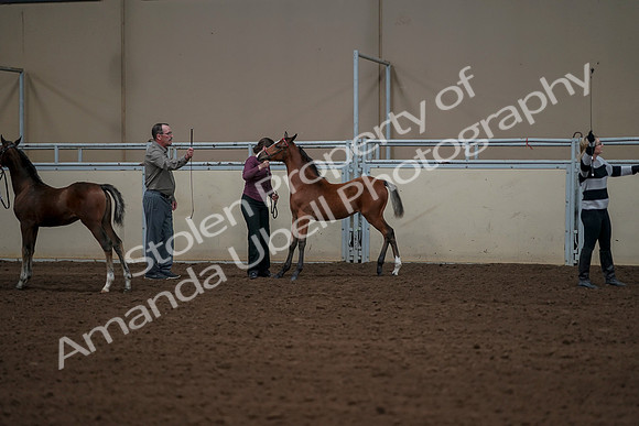 2019 Morgan Horse Show - Aug 30, 2019 - 24936