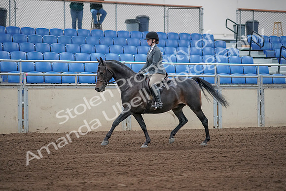 2019 Morgan Horse Show - Sept 01, 2019 - 10928